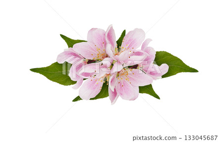 Pink flowers of Malus floribunda (profusely flowering apple) in a floral arrangement isolated on white background Pink flowers of Malus floribunda (profusely flowering apple) in a floral arrangement isolated on white background 133045687