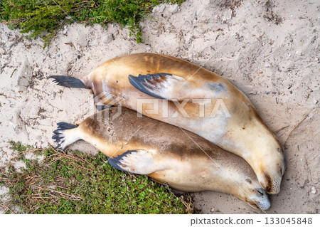 Sea lion couple resting on the beach at Seal Bay, Kangaroo Island, Australia Sea lion couple resting on the beach at Seal Bay, Kangaroo Island, Australia 133045848
