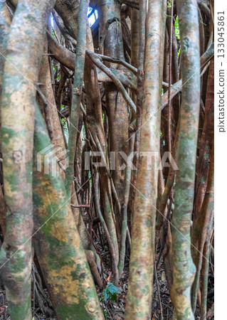 Strangler fig in Tentena rainforest, Sulawesi, Indonesia 133045861