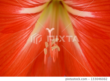 A close up of a red flower with a white center A close up of a red flower with a white center 133046082