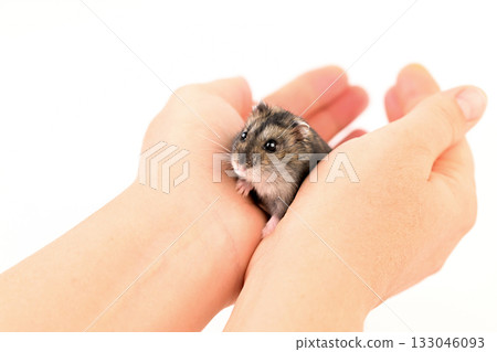 A small hamster is in a person's hand 133046093