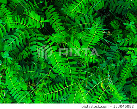 A lush green plant with leaves that are green and leafy 133046098