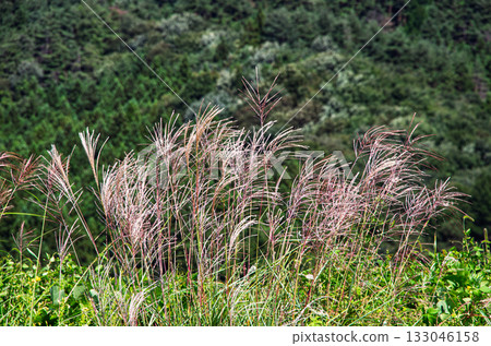 Pampas grass blooming in the autumn field 133046158