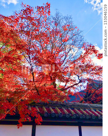 Landscape with autumn leaves 133046159