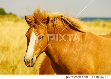 Horses herd on meadow field 133046216