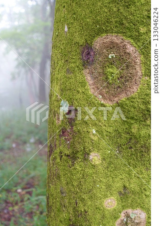 樹幹上生長的苔蘚圖案 133046224
