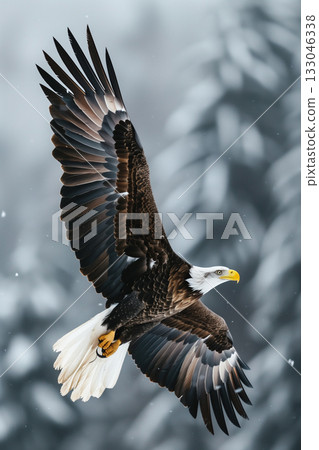 Bald Eagle. A bald eagle flying 133046338