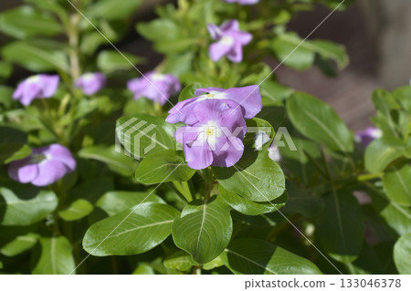 Madagascar periwinkle Titan Lavender Blue Halo 133046378