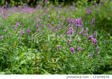 Flower Bud Lythrum salicaria plant Flower Bud Lythrum salicaria plant 133046630