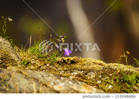 Violet flowers in mountains. Spring or summer time. 133046666