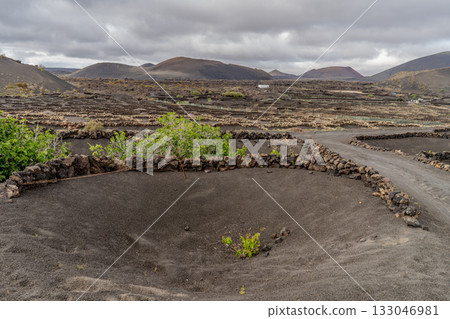 Scenic view of Lanzarote's unique vineyards. The volcanic landscape provides a distinctive backdrop for cultivation. Scenic view of Lanzarote's unique vineyards. The volcanic landscape provides a distinctive backdrop for cultivation. 133046981