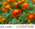 Tagetes flower growing in the field 133047046