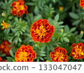 Top view of Tagetes flower in the garden 133047047