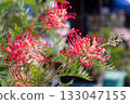 Close up of grevillea flowers in bloom 133047155