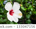 Beautiful white tropical hibiscus flower 133047156