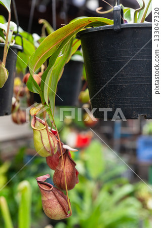 Tropical pitcher plants growth in the garden 133047320