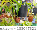 Close-up view of the Nepenthes Gaya hanging from a pot 133047321