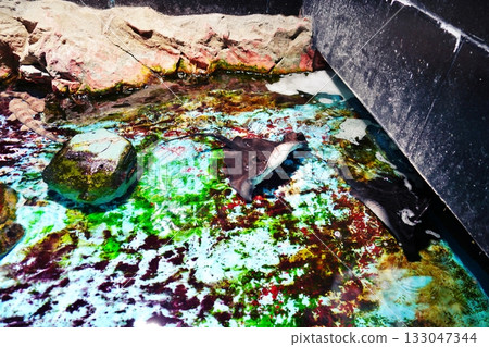 觸摸池 觸摸池 133047344