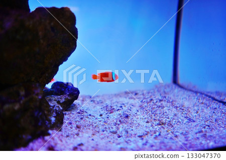 Clown anemonefish 133047370