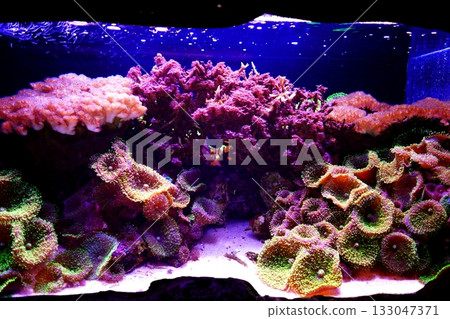 Aquarium 133047371