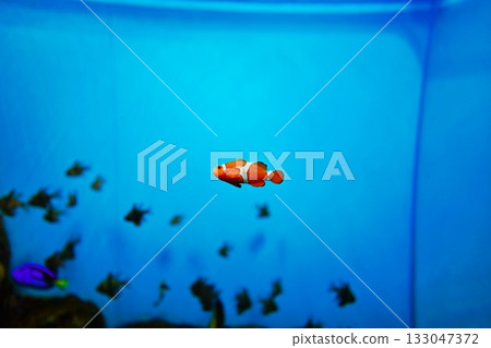 小丑anemonefish 133047372