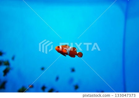 Clown anemonefish Clown anemonefish 133047373
