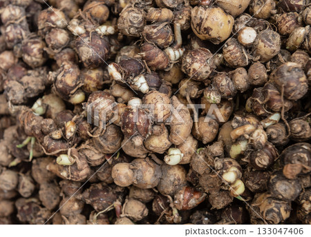 Top view of Kaempferia galanga rhizome Top view of Kaempferia galanga rhizome 133047406