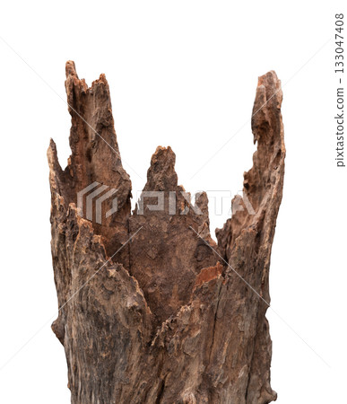 Closeup of weathered tree stump with rugged isolated on white background Closeup of weathered tree stump with rugged isolated on white background 133047408