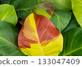 Philodendron leaf showing vibrant mix of colors highlights 133047409