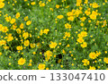 Yellow daisies flowers in the field 133047410