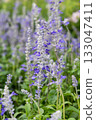 Closeup shot of a Victoria Blue Salvia farinacea flowers growing in the field 133047411