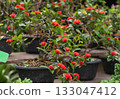Bonsai Red Ixora flower pot on market 133047412