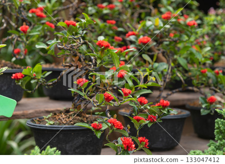 Bonsai Red Ixora flower pot on market 133047412