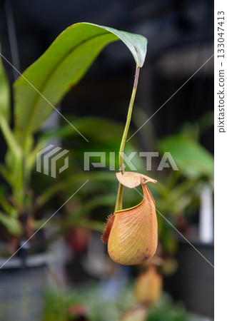 Close up of the pitchers of a common pitcher plant 133047413