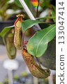 Close-up of tropical Pitcher plants (Nepenthes) hanging from a pot 133047414
