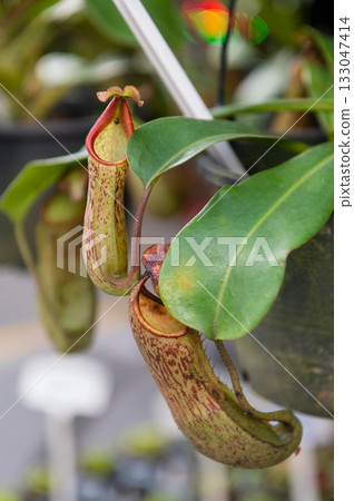 Close-up of tropical Pitcher plants (Nepenthes) hanging from a pot 133047414