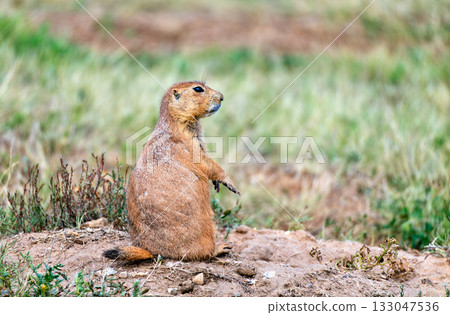 Close-up of a Black-tailed Prairie Dog standing alert on its mound. The cute rodent is at the Prairie Dog Town at Devils Tower National Monument, Wyoming Close-up of a Black-tailed Prairie Dog standing alert on its mound. The cute rodent is at the Prairie Dog Town at Devils Tower National Monument, Wyoming 133047536