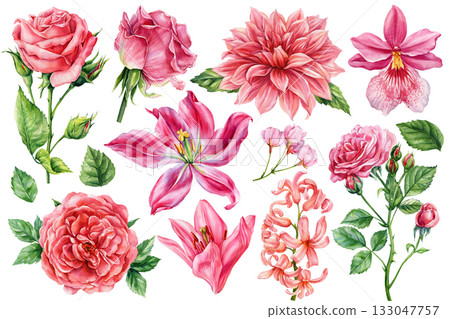 Watercolor pink flowers collection roses lilies dahlias orchids and hyacinths realistic botanical floral set for spring design Watercolor pink flowers collection roses lilies dahlias orchids and hyacinths realistic botanical floral set for spring design 133047757