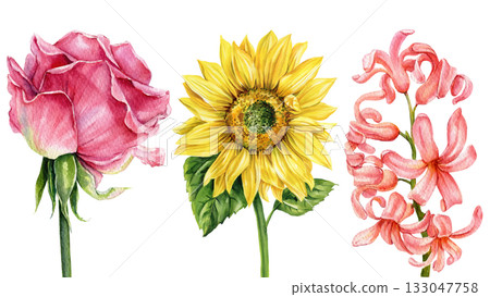 Watercolor pink rose yellow sunflower pink hyacinth realistic botanical flowers illustration natural floral art for summer design 133047758