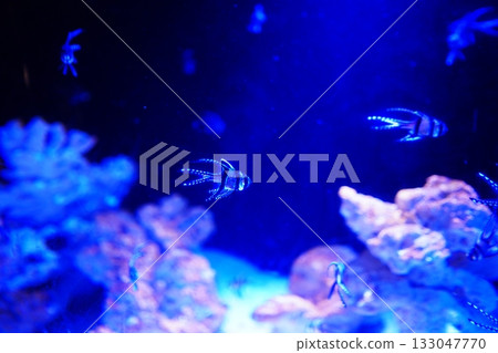 Pterapogon caudernii Pterapogon caudernii 133047770