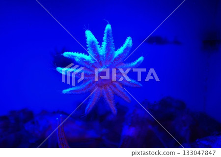 Onihitde Onihitde 133047847