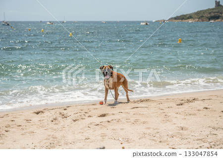 German Boxer Dog plyaing ball at Golf Sagone Corsica France beautyful sand Beach boats mountain village Tourism concept German Boxer Dog plyaing ball at Golf Sagone Corsica France beautyful sand Beach boats mountain village Tourism concept 133047854