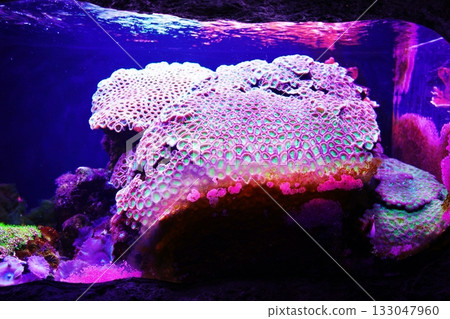 Coral reef aquarium 133047960