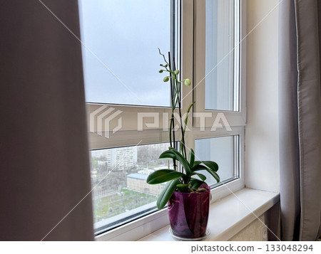 An orchid that is gaining color stands on the windowsill of a house 133048294
