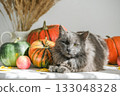Fluffy gray cat sits on table surrounded by pumpkins, apples and dried plants, bathed in natural sunlight. Perfect for autumn, cozy and Thanksgiving themes 133048328