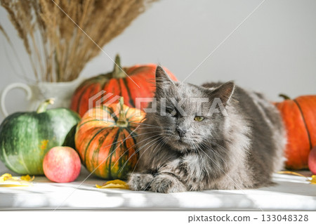 Fluffy gray cat sits on table surrounded by pumpkins, apples and dried plants, bathed in natural sunlight. Perfect for autumn, cozy and Thanksgiving themes Fluffy gray cat sits on table surrounded by pumpkins, apples and dried plants, bathed in natural sunlight. Perfect for autumn, cozy and Thanksgiving themes 133048328
