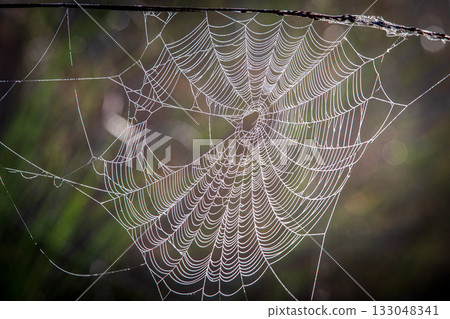 spider web in the forest 133048341