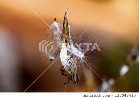 a flower  in the Fall 133048430