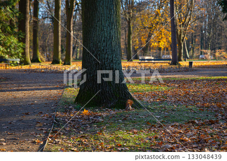 A red squirrel at the base of a tree in a golden autumn park alley. Warm light, fallen leaves and peaceful atmosphere of nature in the city. 133048439