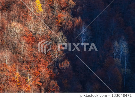 Beautiful and colorful autumn forest backdrop. Beautiful and colorful autumn forest backdrop. 133048471